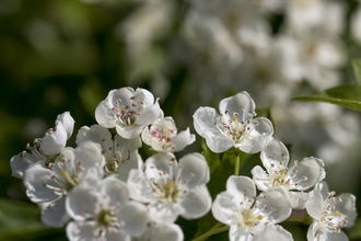 Hawthorn flowers © Chris Lawrence