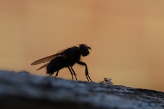 Fly silhouette