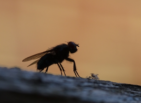 Fly silhouette